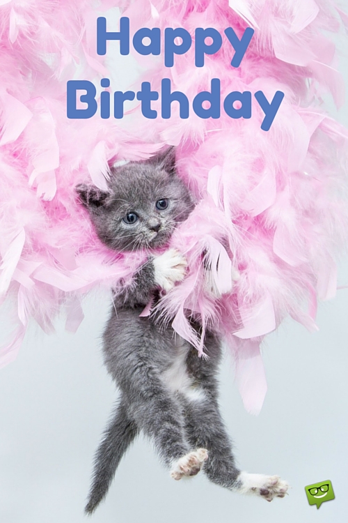 Birthday Wishes With Cats - Page 5