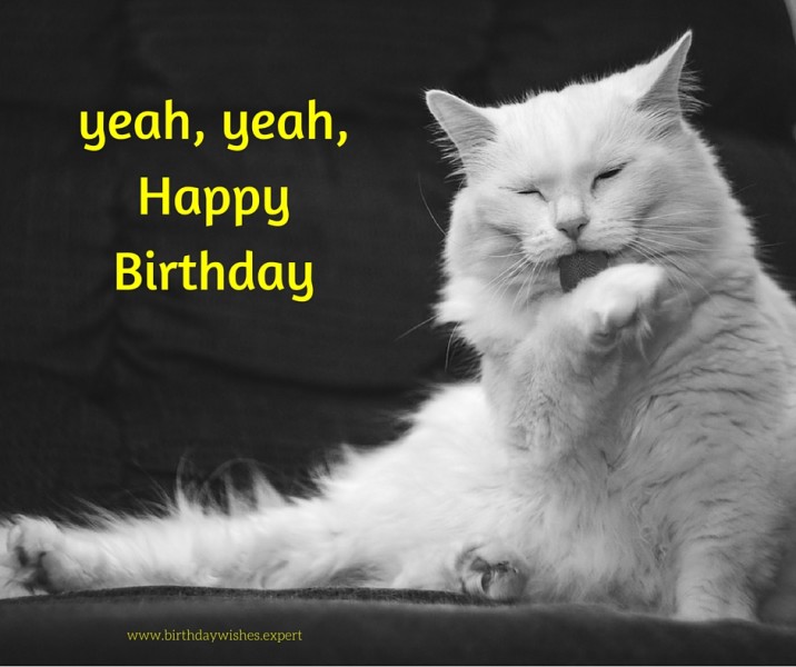 Birthday Wishes With Cats - Page 5