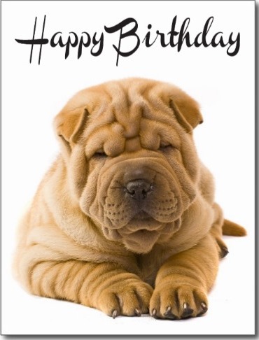 Birthday Wish For You With Cute Puppy Image