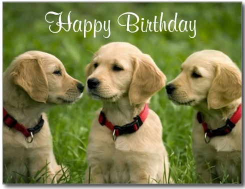 Happy Birthday With Dogs
