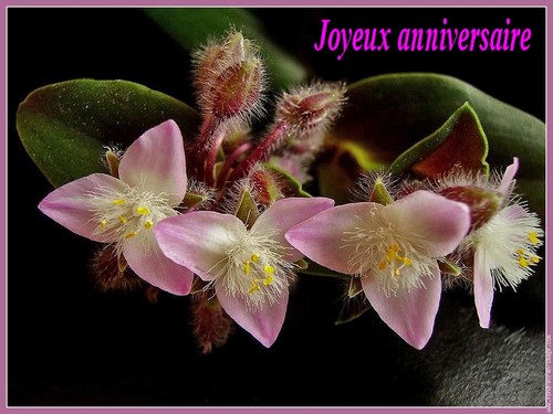 Joyeux Anniversaire Wish For You