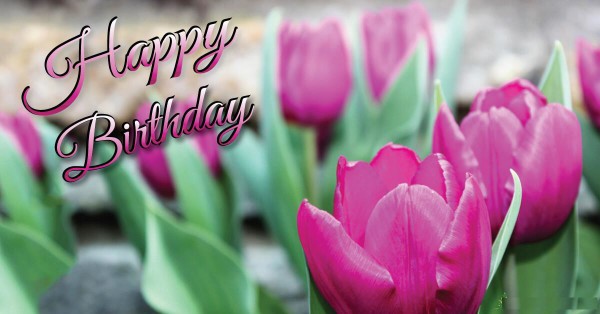 Sending Birthday Wishes With Pink Tulip