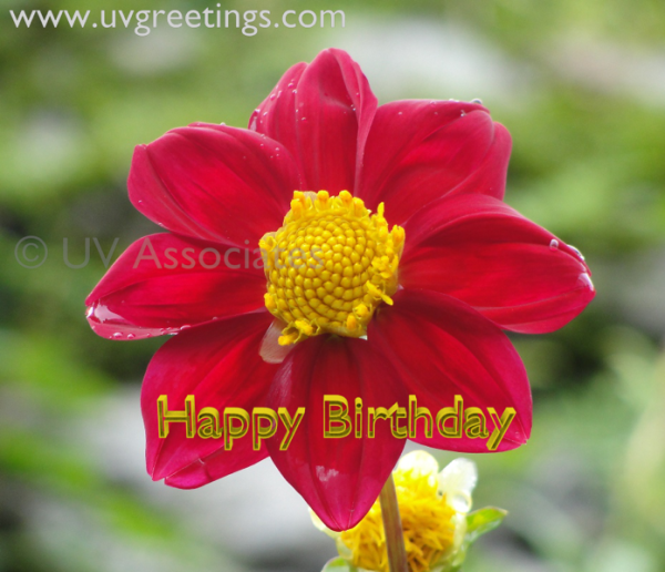 Amazing Birthday Wishes !-wb55007