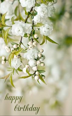 Birthday Wishes With White Flowers-wb55026