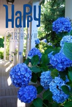 Birthday With Blue Flowers !-wb55028