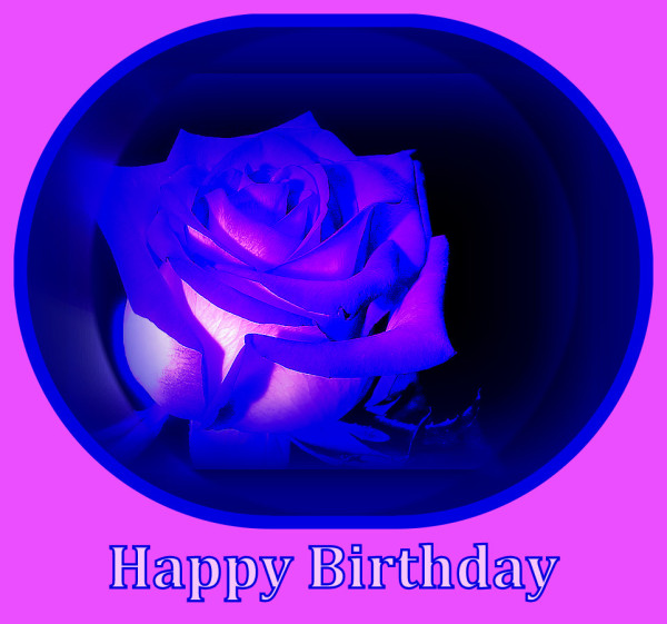 Birthday With Bright Rose-wb55029