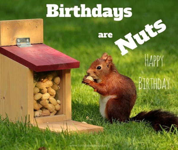 Birthdays Are Nuts-wb25