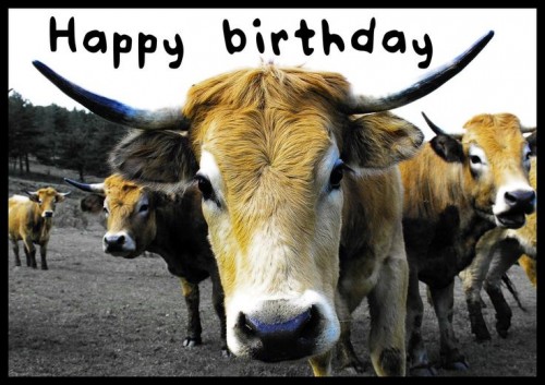 Happy Birthday-Animal Image-wb4115
