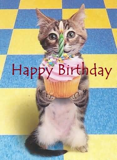 Happy Birthday - Cat Image !-wb4107