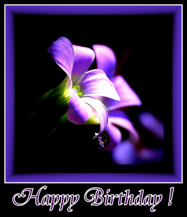 Happy Birthday Purple Bell Flower-wb55068