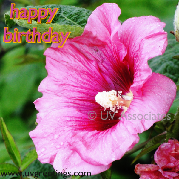 Happy Birthday - Raindrops On Pink Flower-wb55041