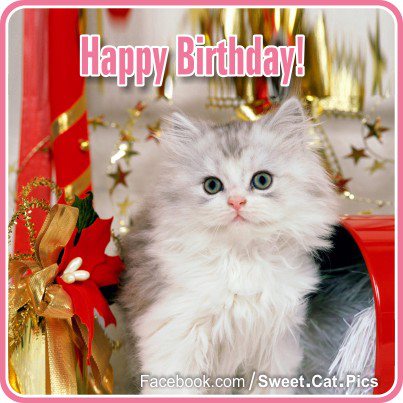 Happy Birthday With Cat !-wb783