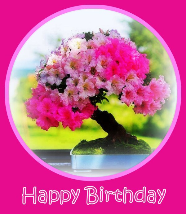 Happy Birthday With Pink Azelea-wb55061