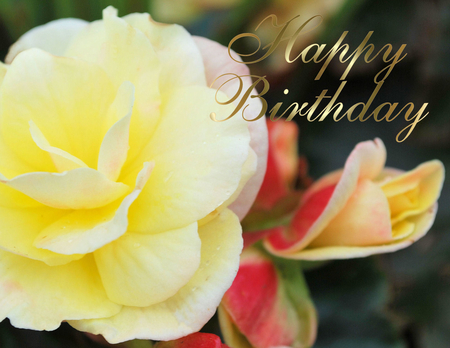 Happy Birthday With Yellow Rose !-wb01610