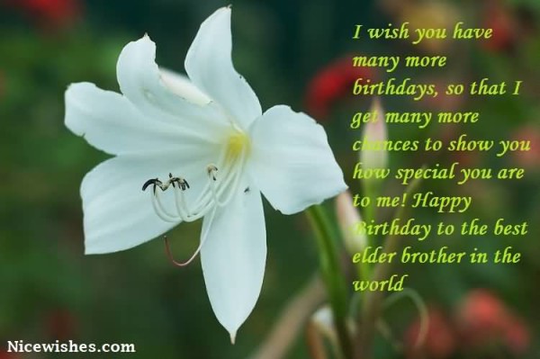 I Wish You Have Many More Birthdays-wb6032