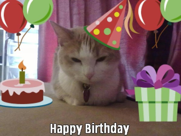 Image Of Cat On Birthday-wb726