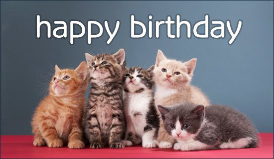 Lovely Birthday Image Of Cats-wb730