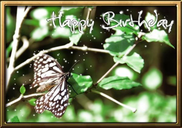 Lovely Birthday With Butterfly-wb00735