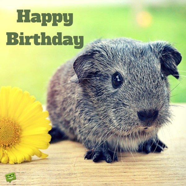 Sweet Birthday !-wb5422