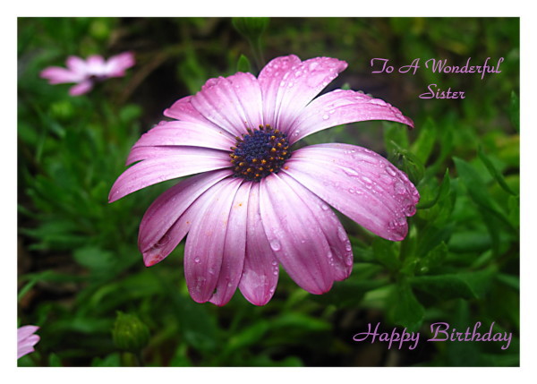To A Wonderful Sister Happy Birthday-wb01810