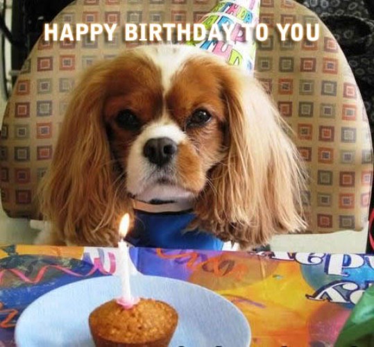 Happy Birthday - Cute Dog