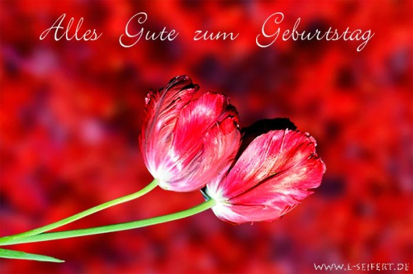 Alles Gute zum Geburtstag - Sweet Flower