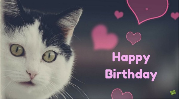 Birthday Image With Cat-wb0160076