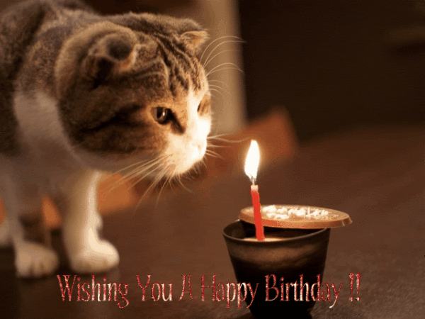 Cute Cat -  Happy Birthday-wb0160106
