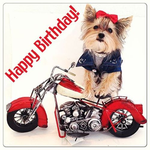 Cute Dog - Happy Birthday  Photo-wb16062