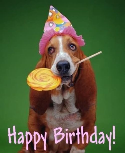 Cute Dog  - Happy Birthday-wb0160109