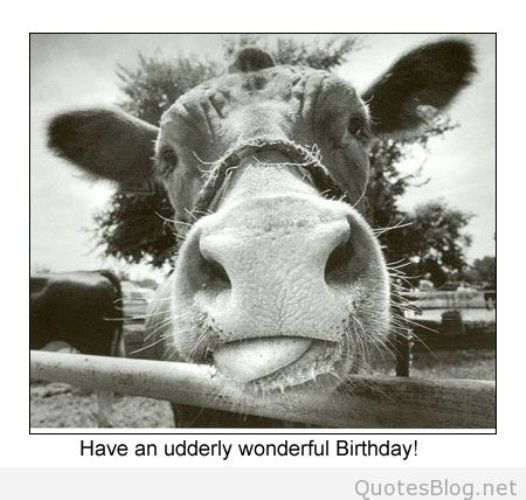 Have A Udderly Wonderful Birthday-wb16087