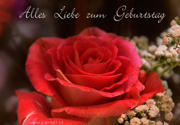 Rose - Alles Gute zum Geburtstag